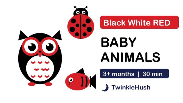 Black, White and Red Baby Sensory: Animals (owl, fish, ladybug)